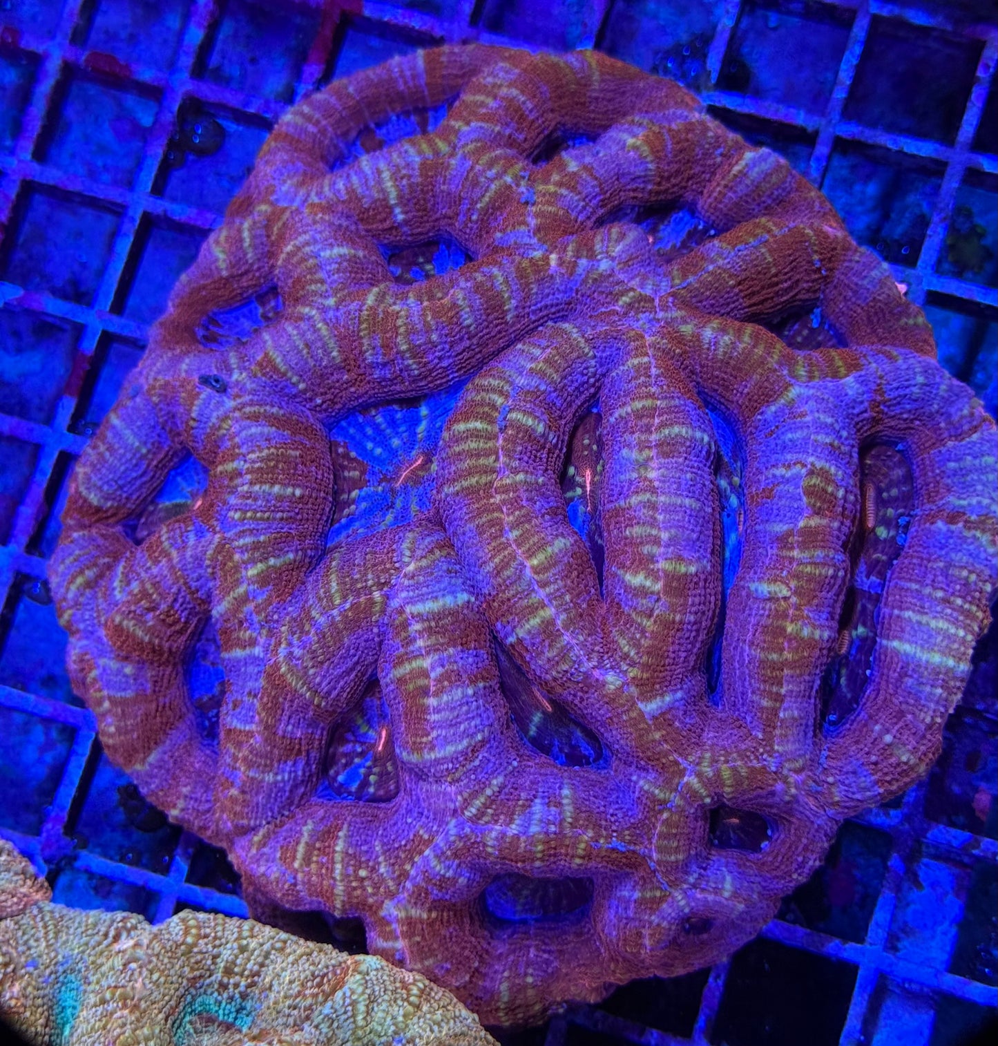 Frost Bite Bowerbanki Colony