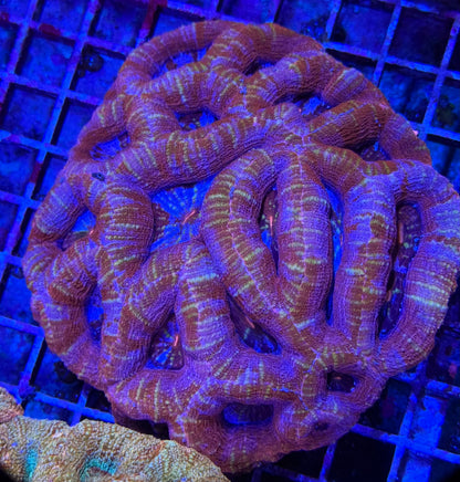 Frost Bite Bowerbanki Colony