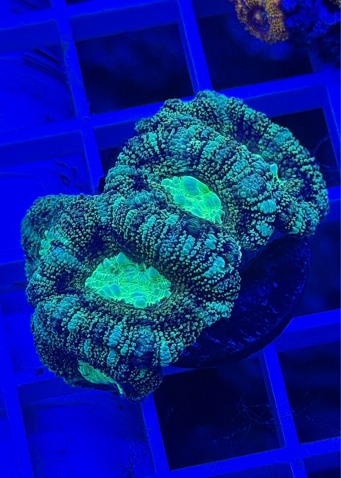 Kriptonite Glitter Asian Acan