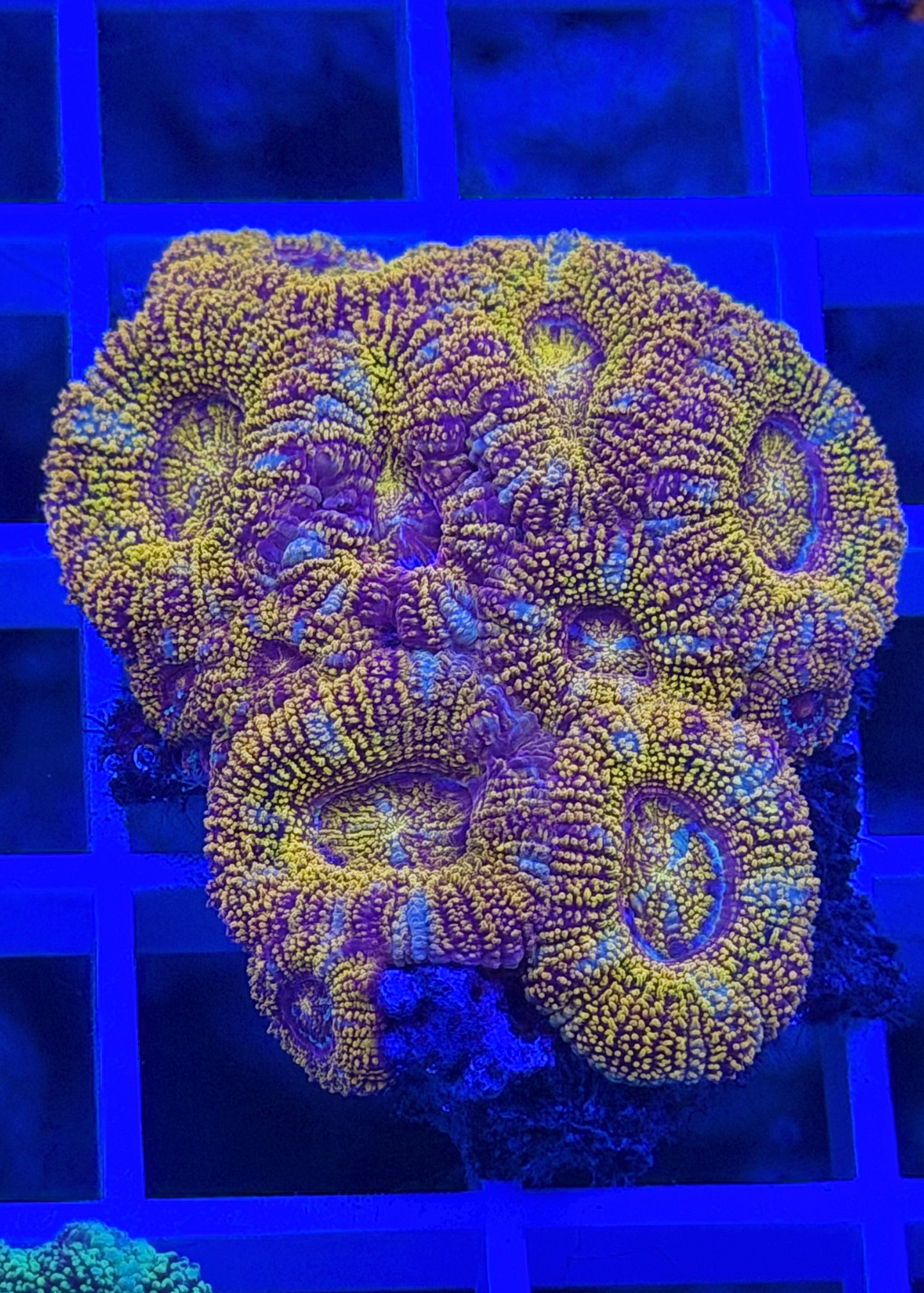 Gilded Cojones Glitter Asian Acan Colony