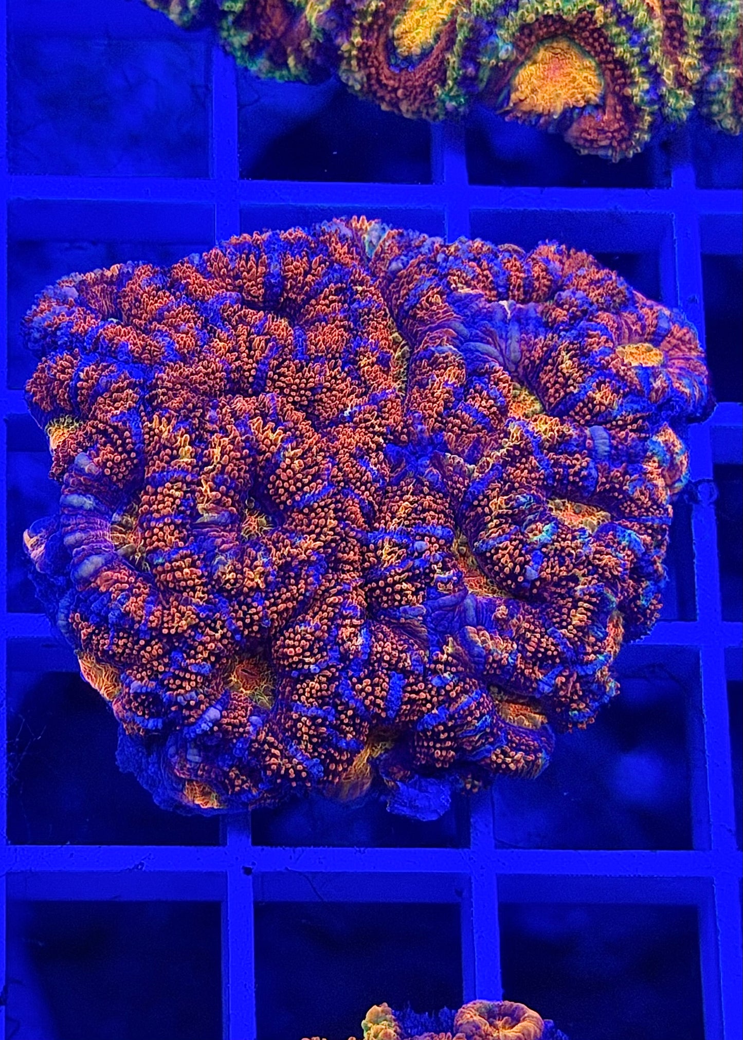 Super Ultra Rainbow Aussie Acan