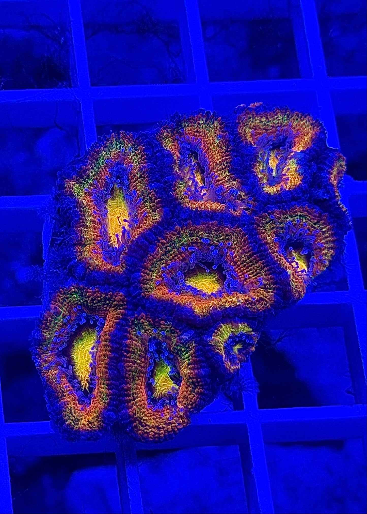 Super Ultra Rainbow Aussie Acan