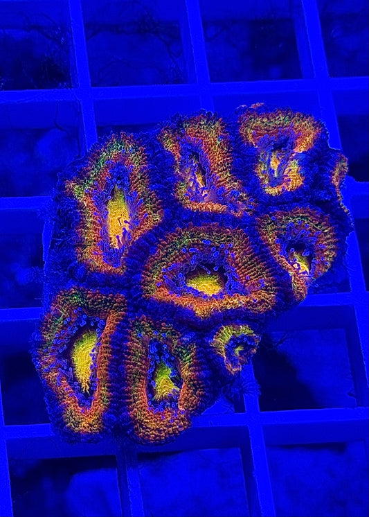 Super Ultra Rainbow Aussie Acan