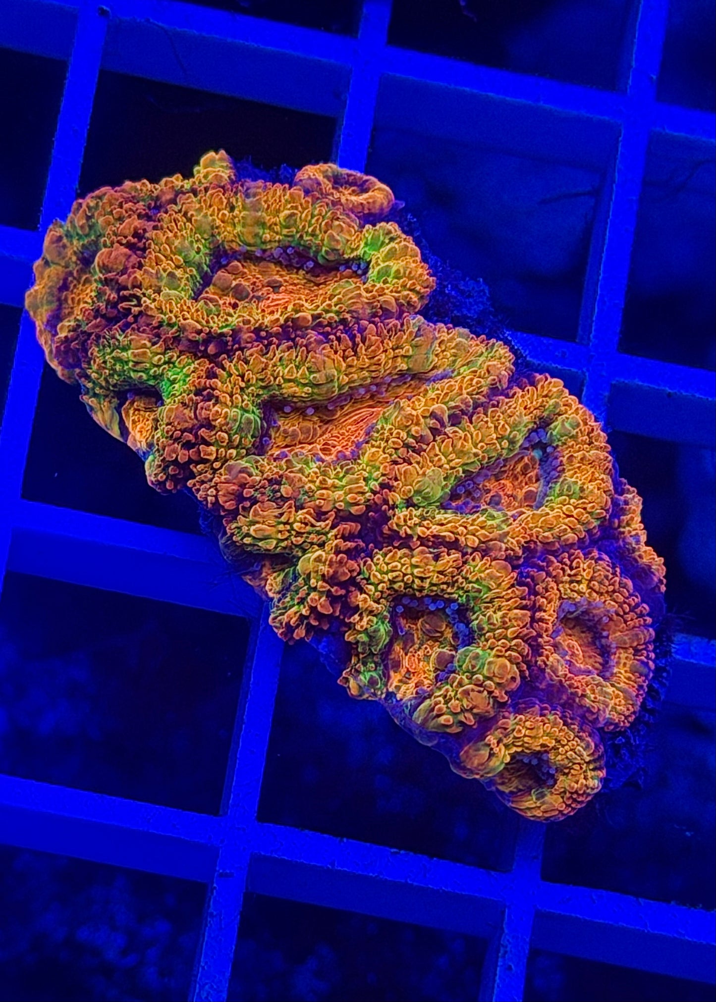 Super Ultra Rainbow Aussie Acan