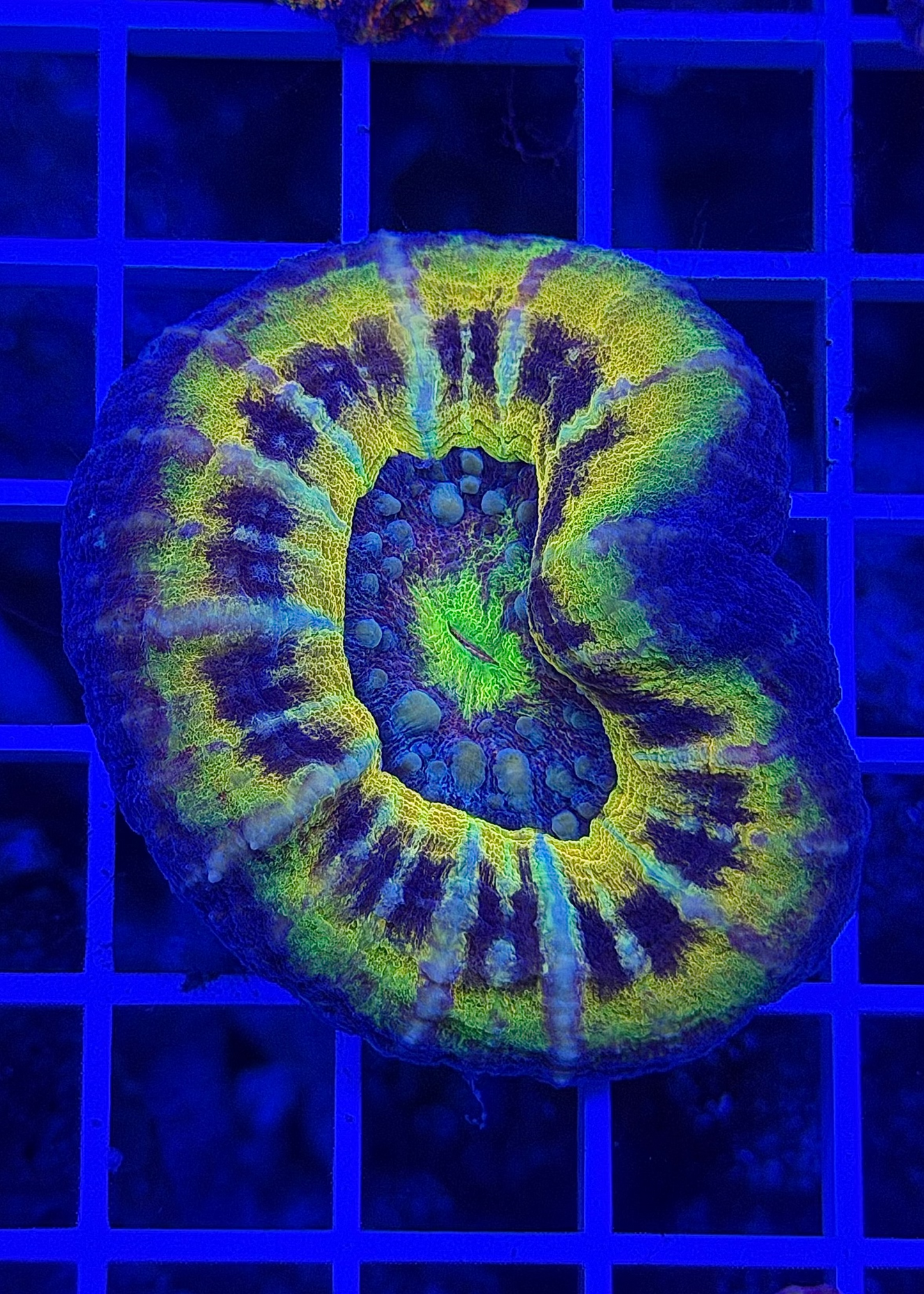 Super Ultra Aussie Scoly