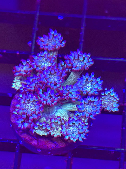 Poseidon's Farts Blue Glitter Bomb Goniopora