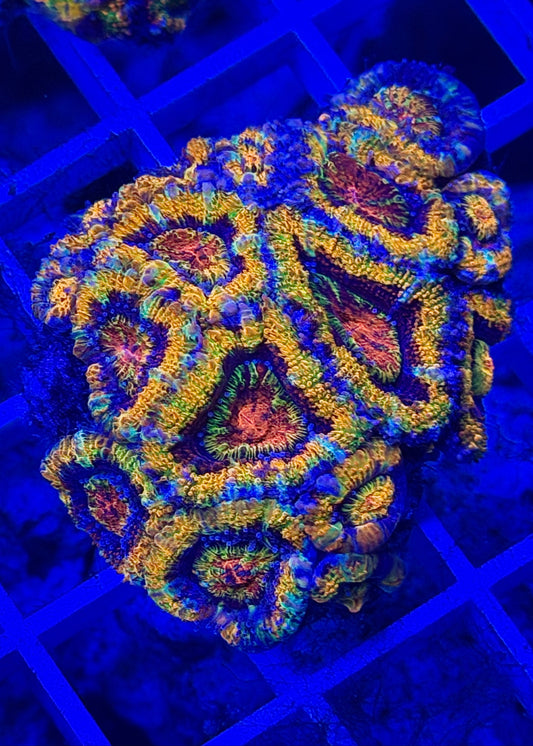 Super Ultra Rainbow Aussie Acan