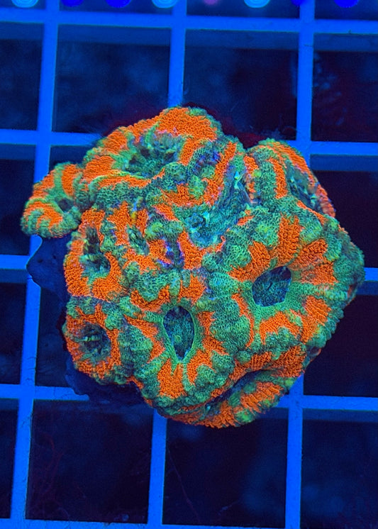 Valcanic Ash Indo Acan