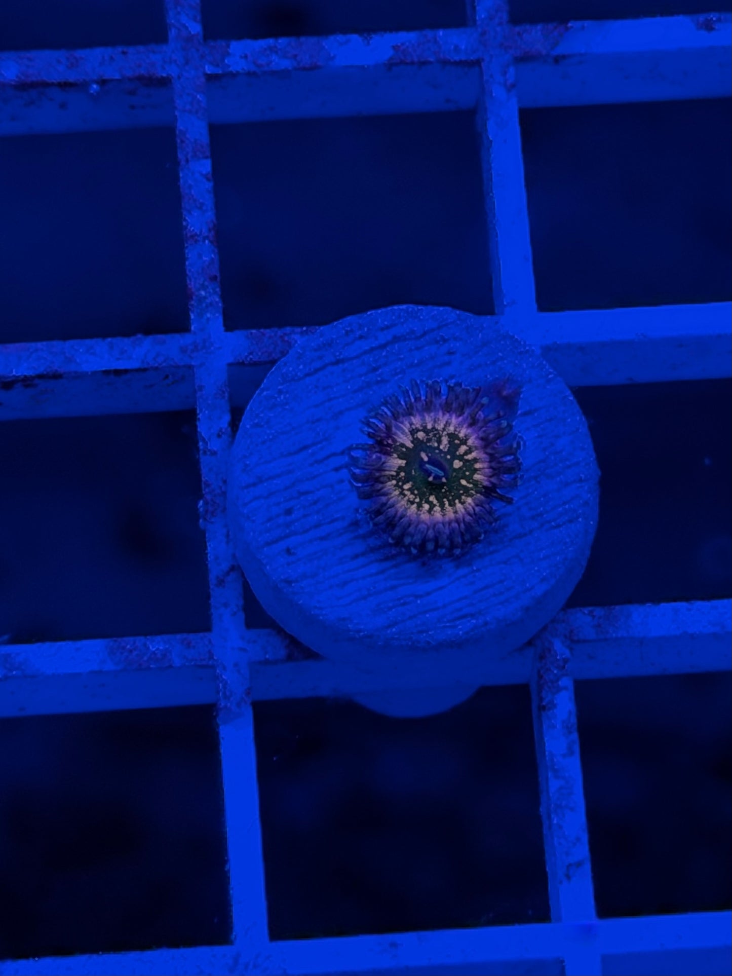 Monster's Inc Zoa