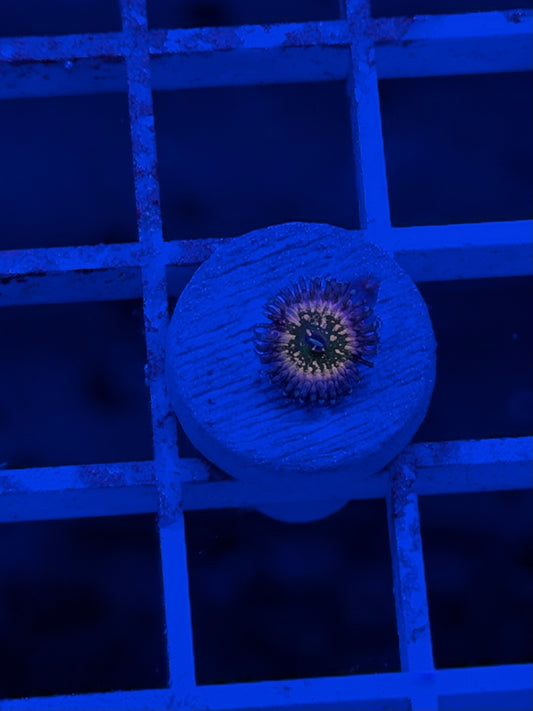 Monster's Inc Zoa