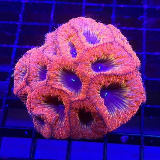 Rainbow Blasto Colony