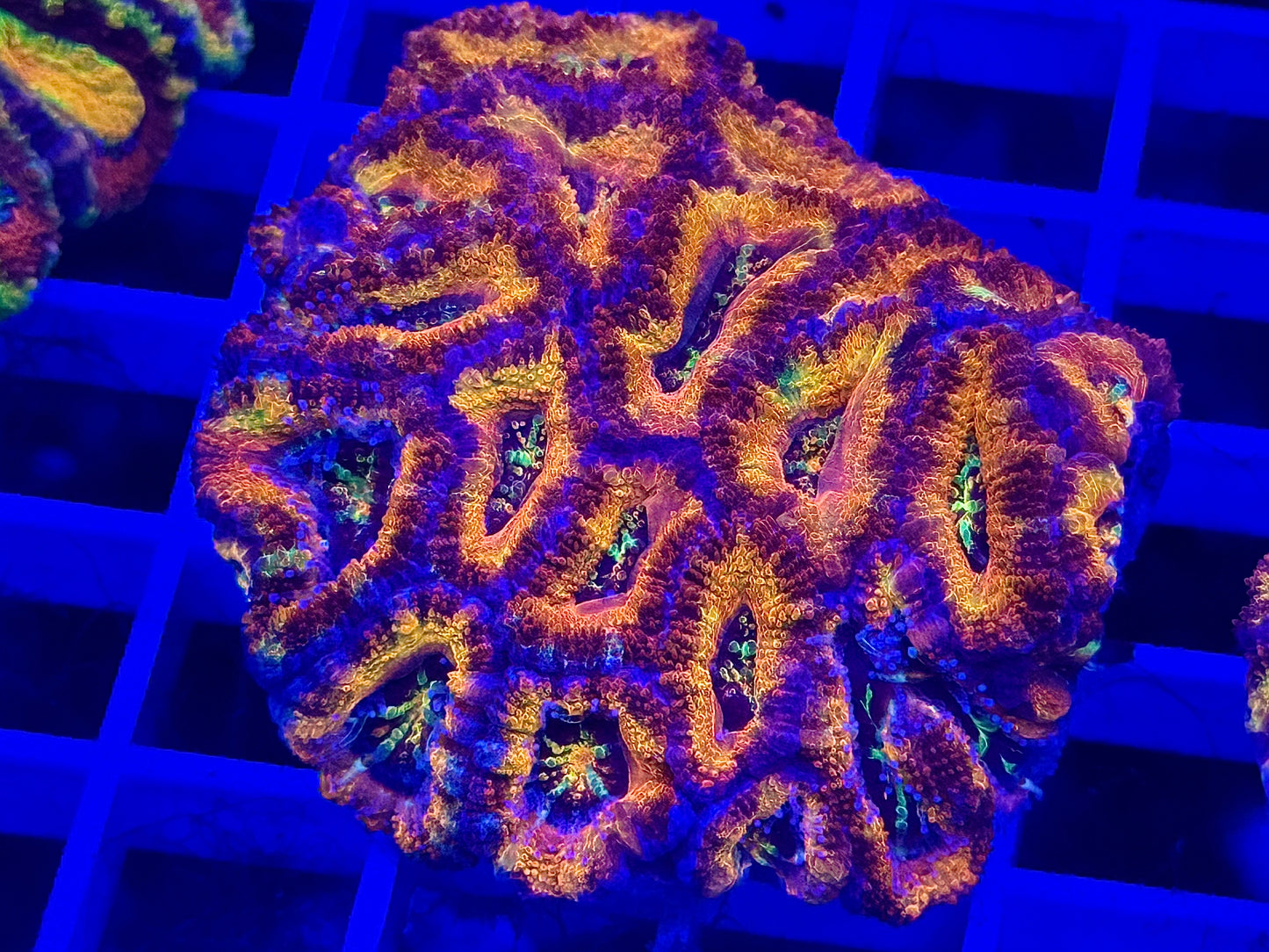 Super Ultra Rainbow Aussie Acan