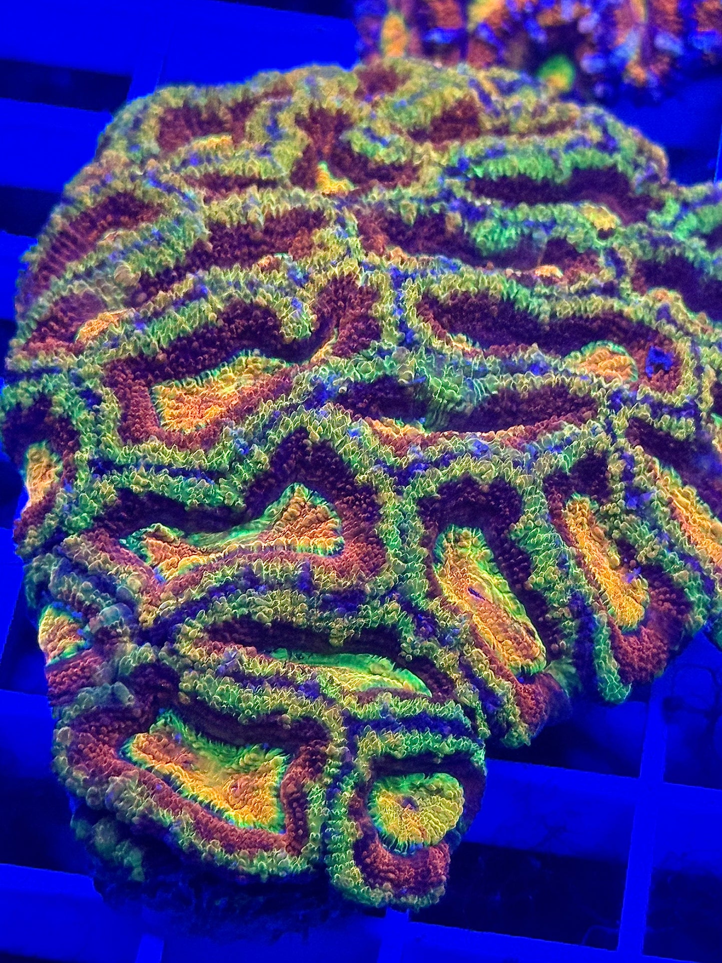 Super Ultra Rainbow Aussie Acan Colony