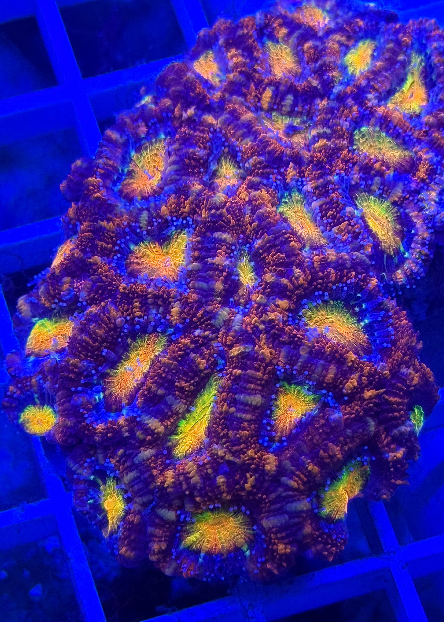 Super Ultra Aussie Acan Colony