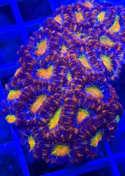 Super Ultra Aussie Acan Colony
