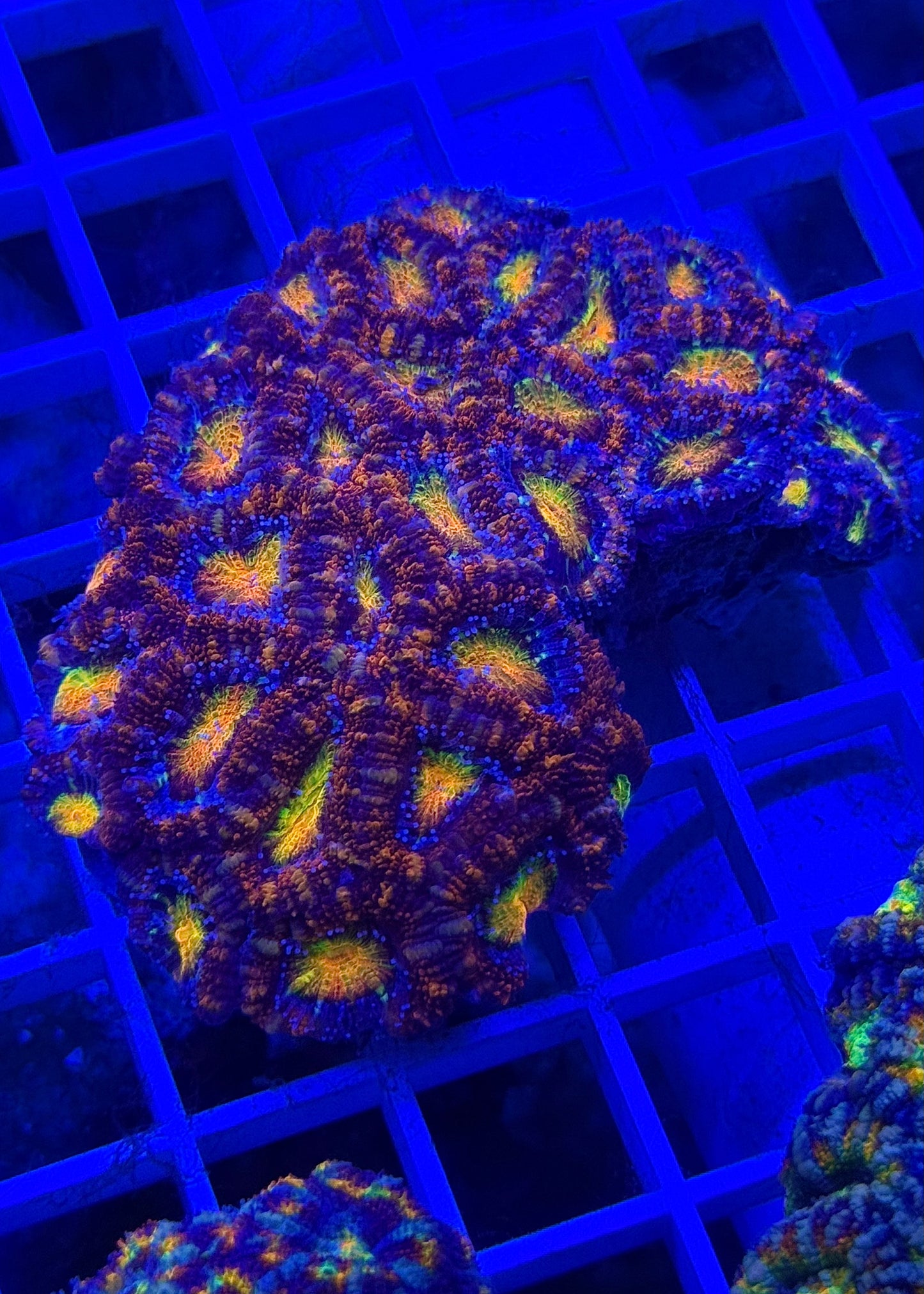 Super Ultra Aussie Acan Colony