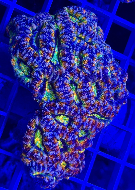 Super Ultra Aussie Acan Colony