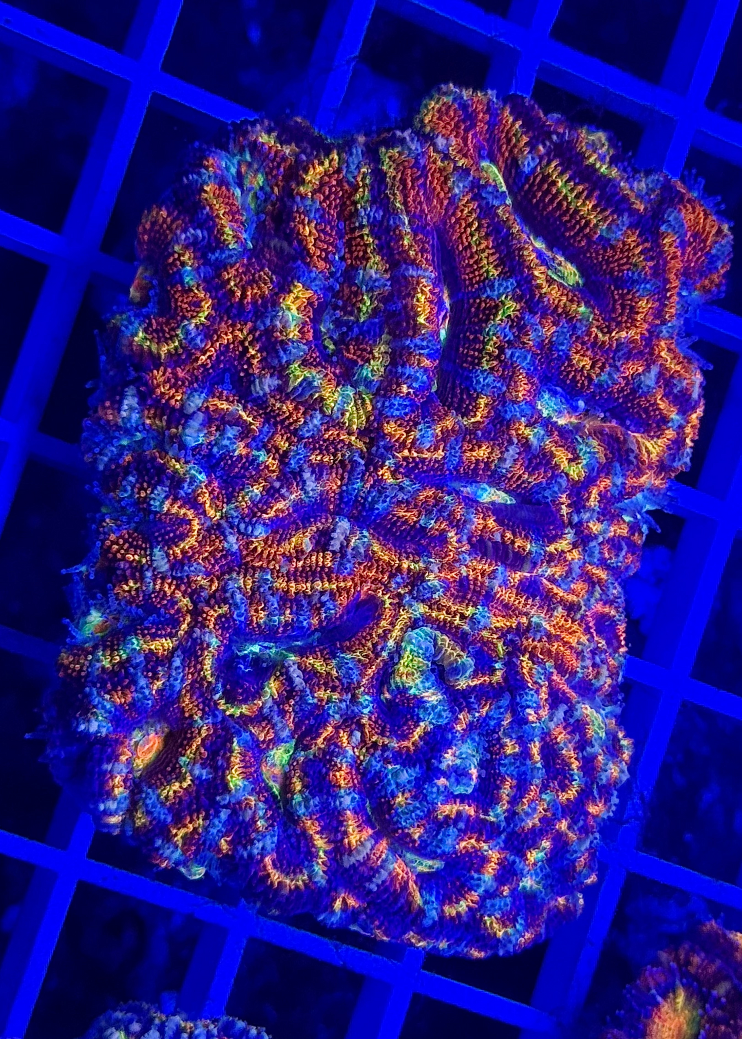 Super Ultra Rainbow Aussie Acan Colony
