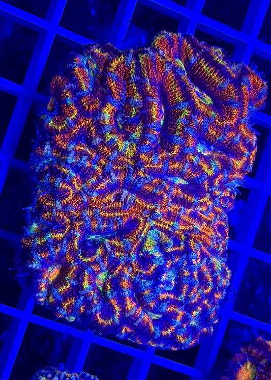 Super Ultra Rainbow Aussie Acan Colony