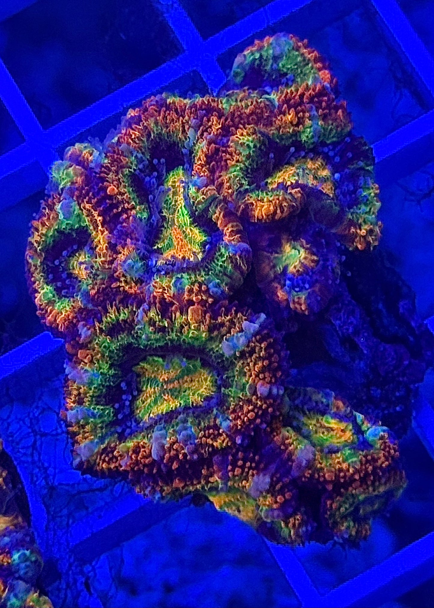 Super Ultra Rainbow Aussie Acan
