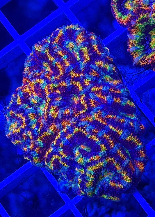 Super Ultra Rainbow Aussie Acan