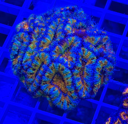 Super Ultra Rainbow Aussie Acan