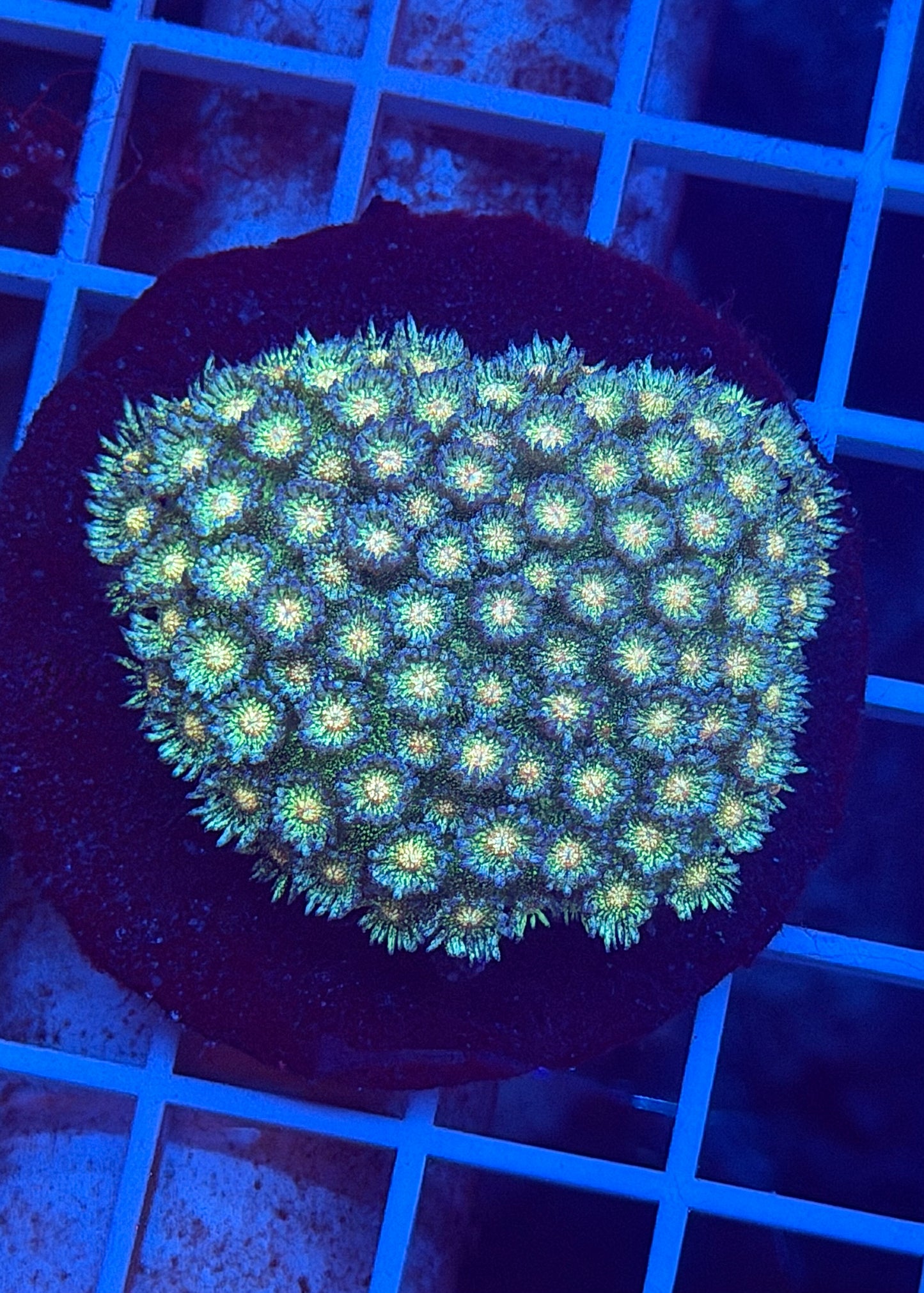 Pastel Rainbow Glitter Goni Colony