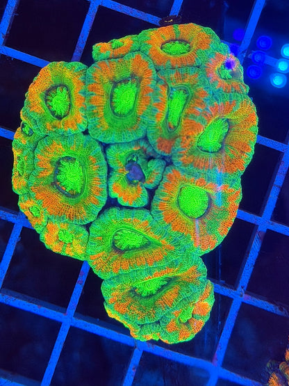 TPZ Apocalypse Asian Acan