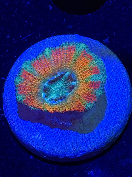 Mother Gaia Malay Acan
