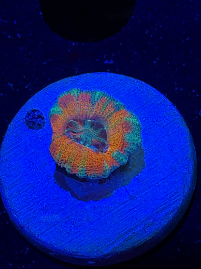 Mother Gaia Malay Acan