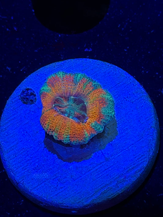 Mother Gaia Malay Acan