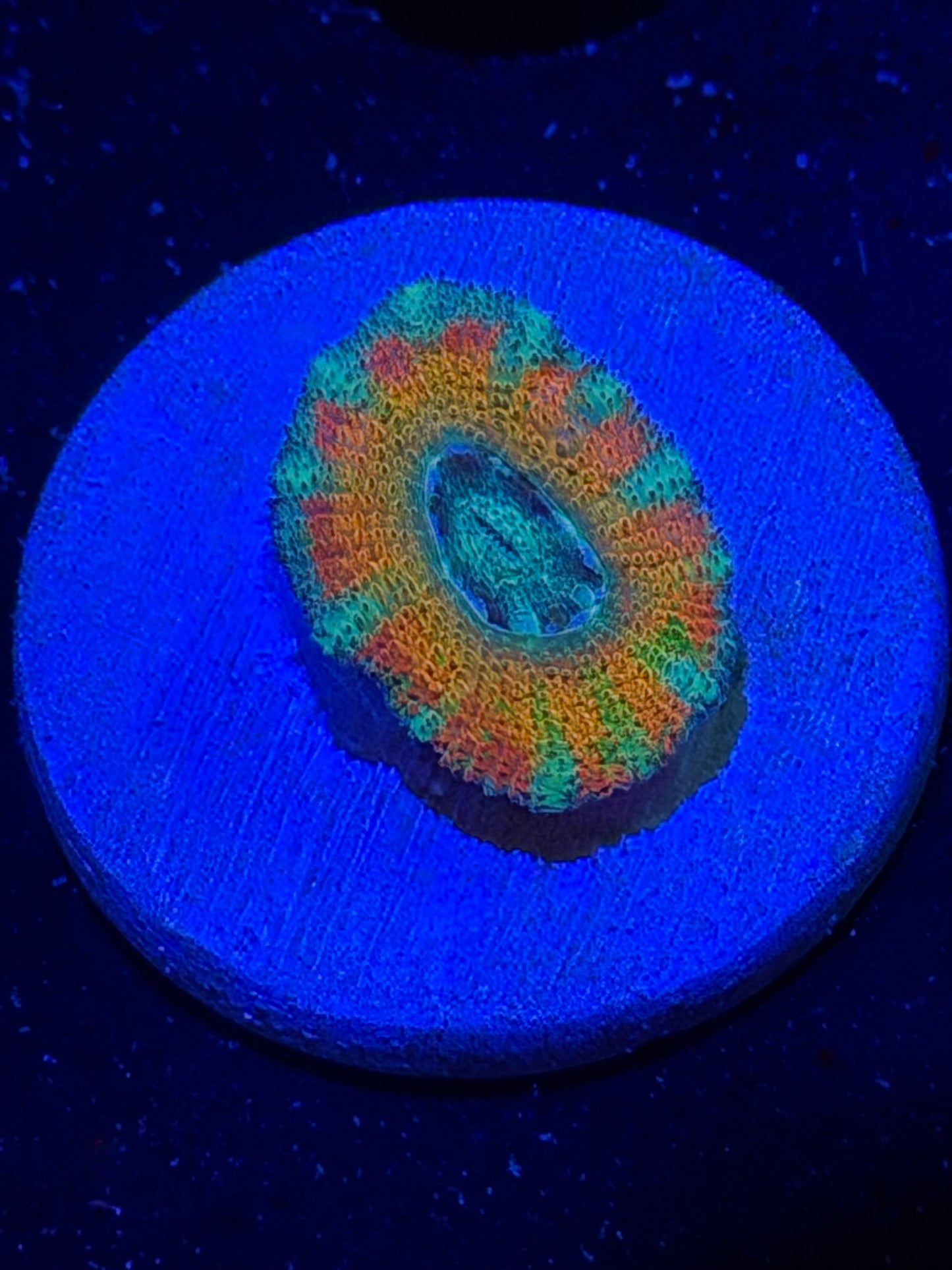 Mother Gaia Malay Acan