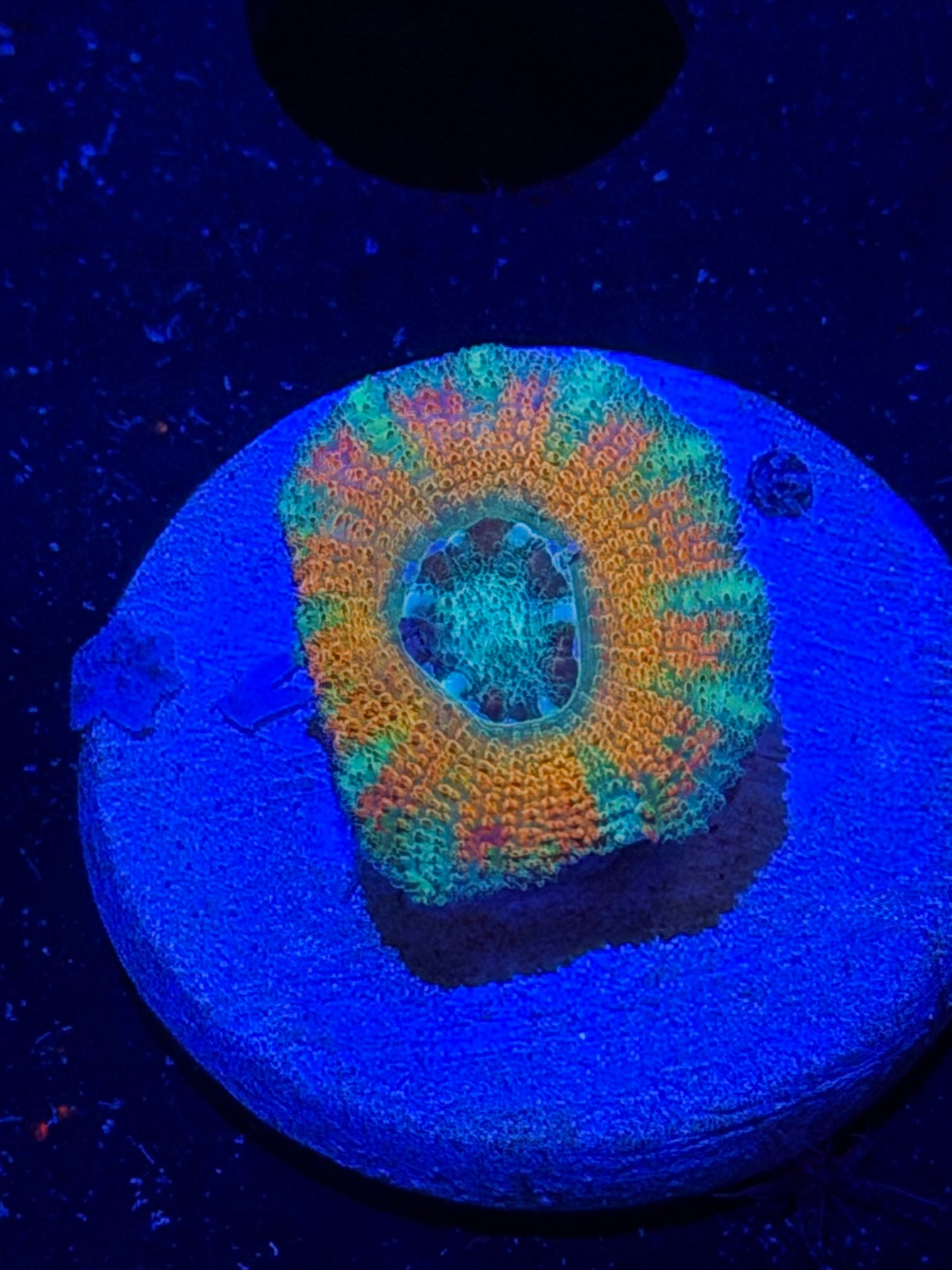 Mother Gaia Malay Acan