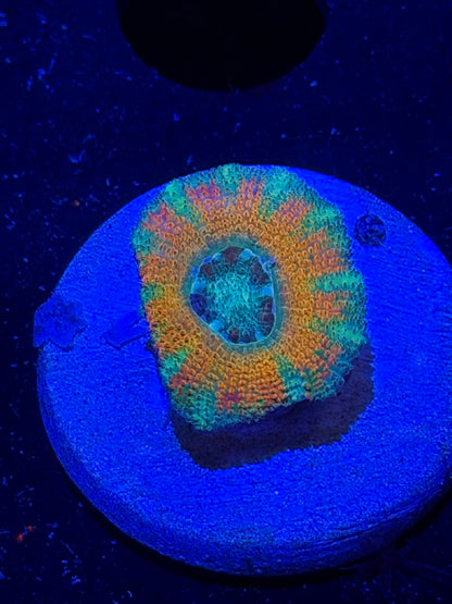 Mother Gaia Malay Acan