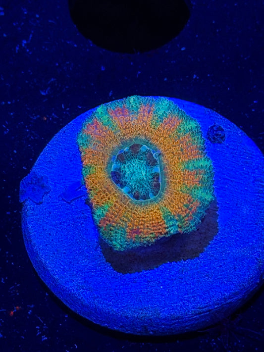 Mother Gaia Malay Acan