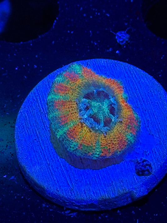 Mother Gaia Malay Acan