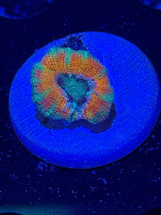 Mother Gaia Malay Acan
