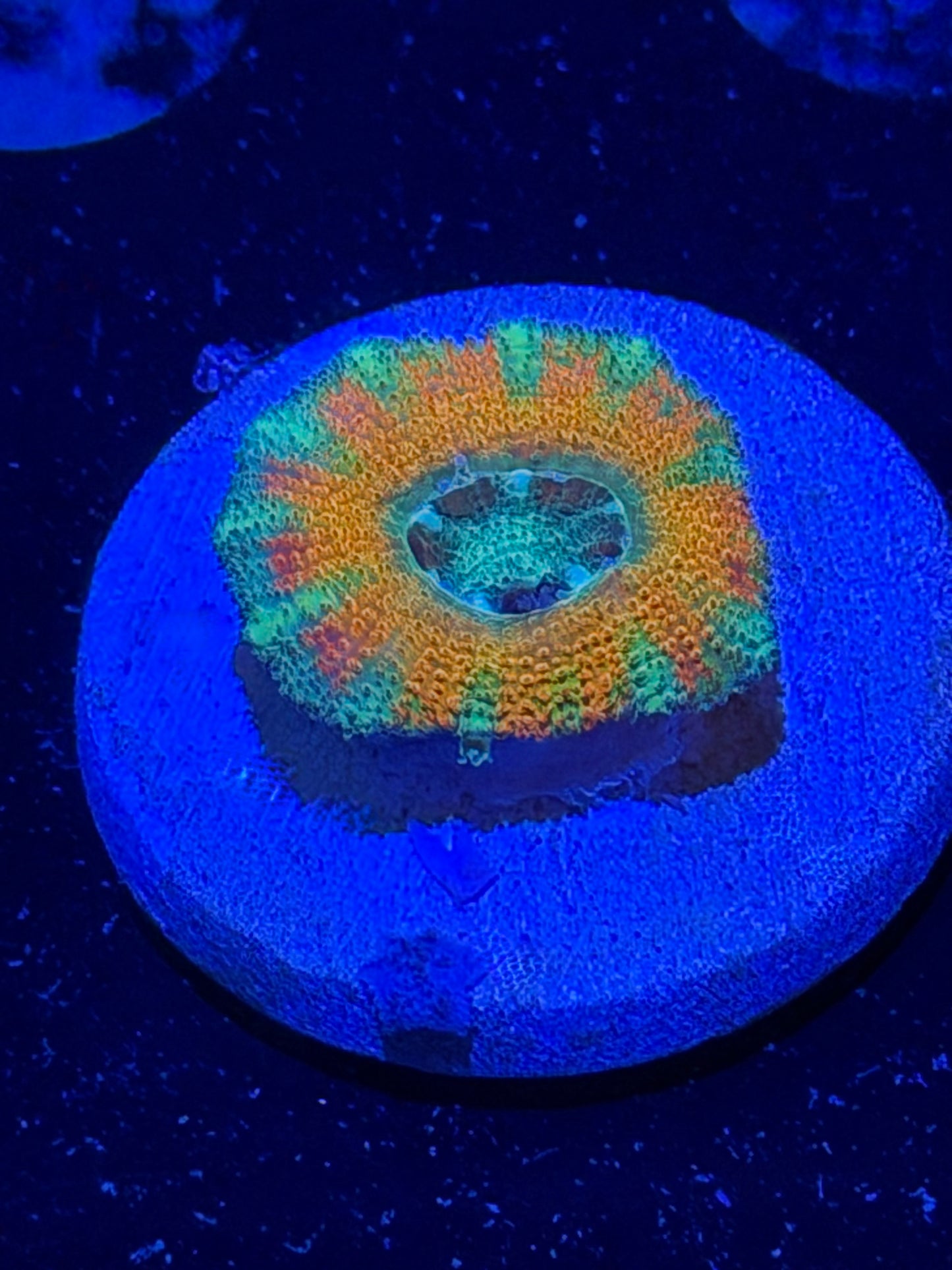 Mother Gaia Malay Acan