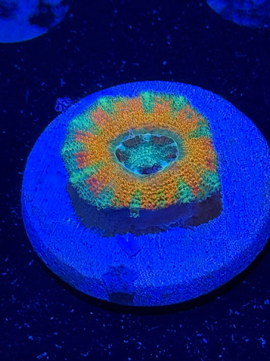 Mother Gaia Malay Acan
