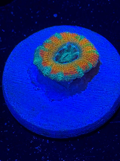 Mother Gaia Malay Acan