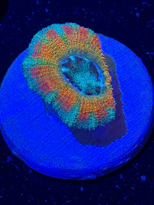 Mother Gaia Malay Acan