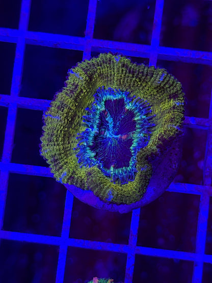 Snakeskin Acan