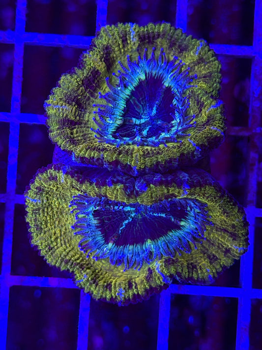 Double Snakeskin Acan