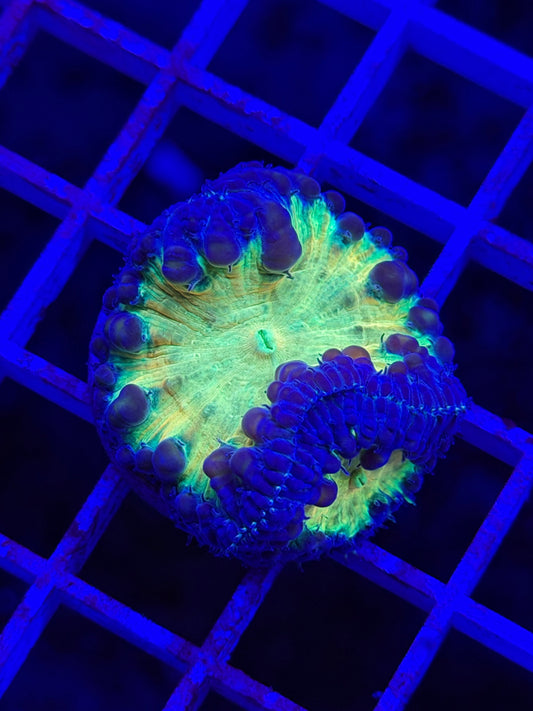 Double Midas Pool Blasto (Vivida)