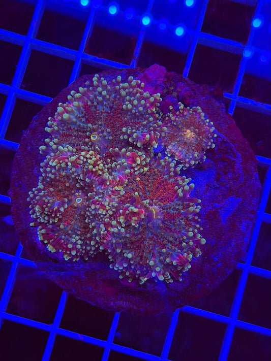 Wine Stain Yuma Mini Colony