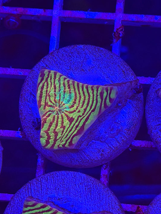 Mata Hari Rainbow Convict Chalice
