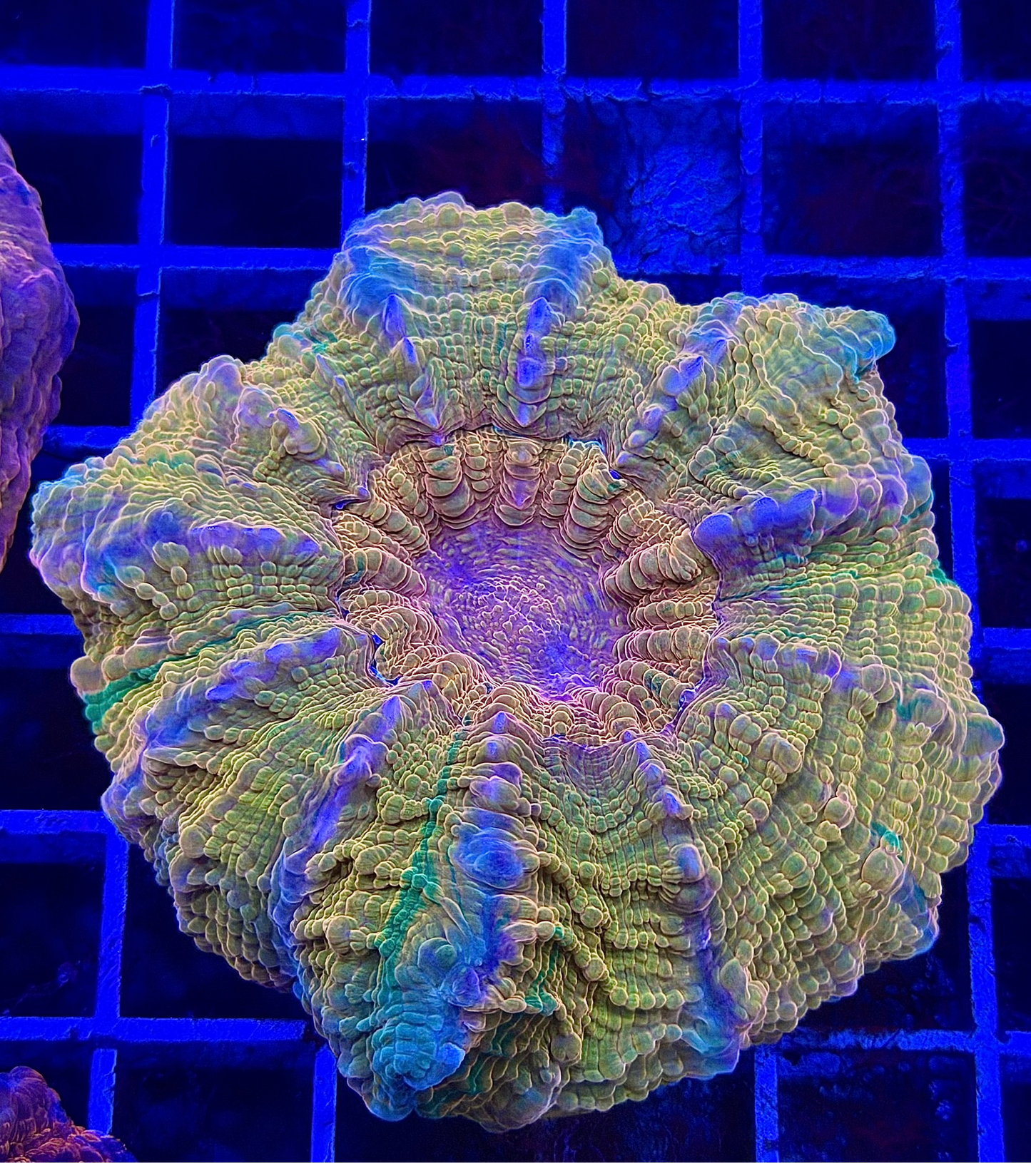 Yellow Metallic Ultra Premuim Acantho