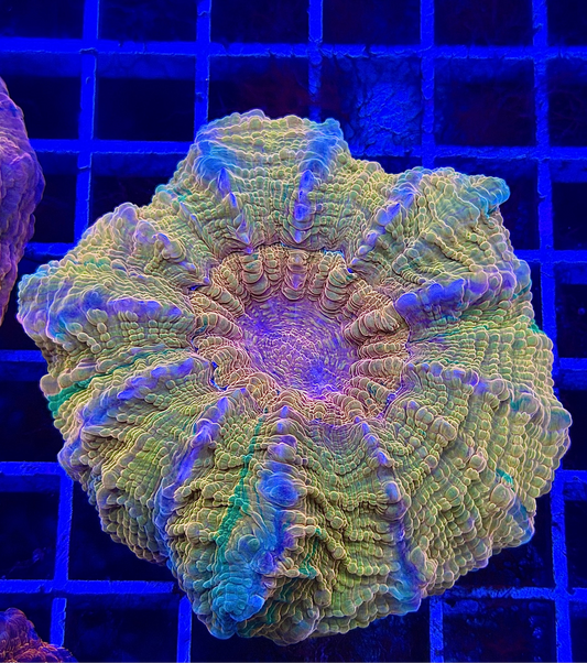Yellow Metallic Ultra Premuim Acantho