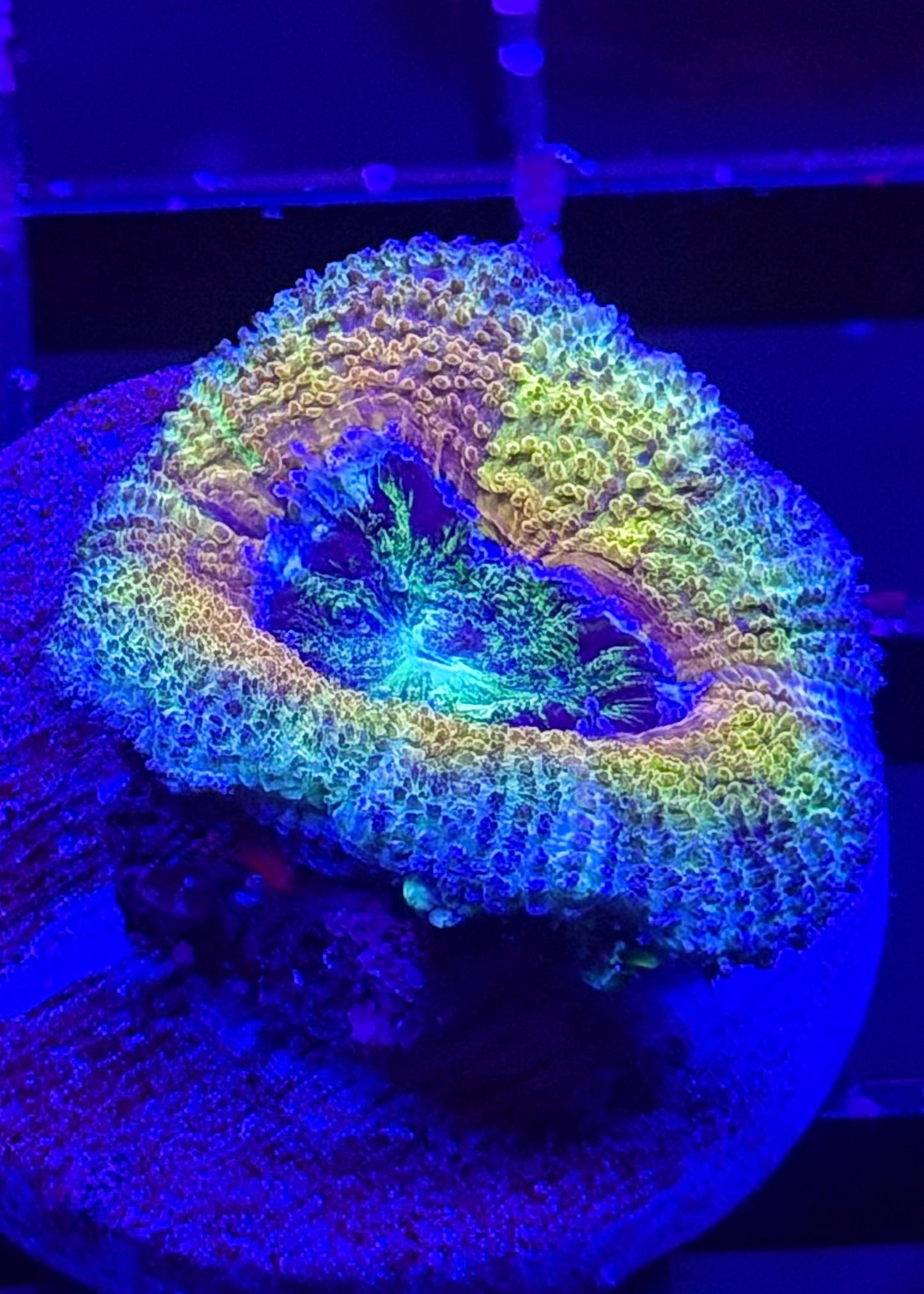 TPZ Yellowstone Aussie Acan