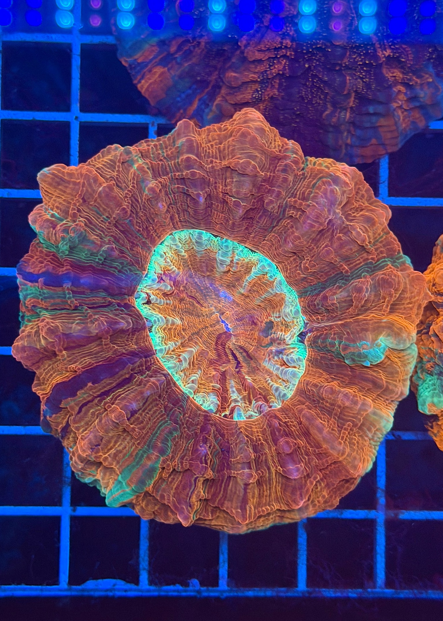 Rainbow Metallic Ultra Premuim Acantho
